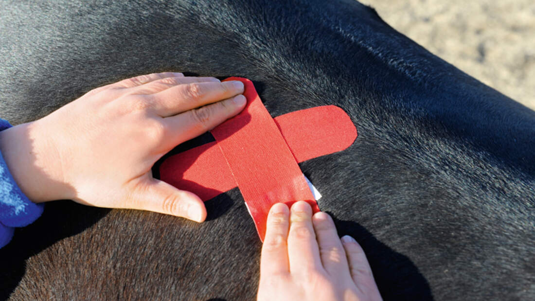 KinesioTapes entspannen PferdeMuskeln cavallo.de
