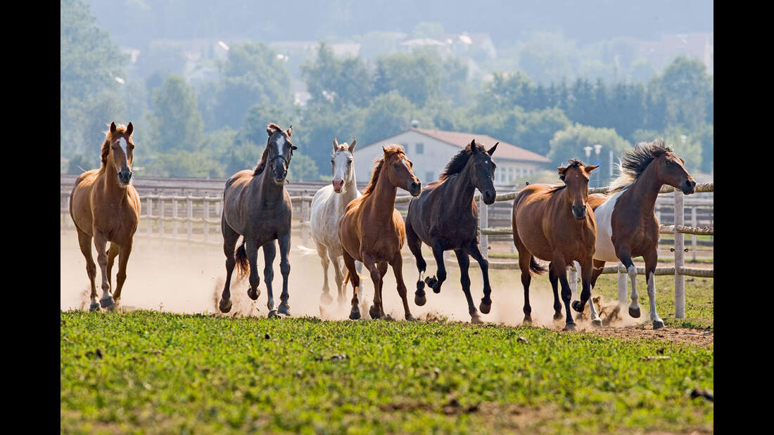 CAV Tennessee Walker Walkaway Farm 3