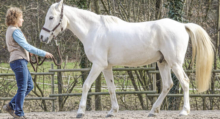 Spanischer Schritt So Geht S Cavallo De