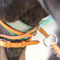 CAV Test Bitless Bridle