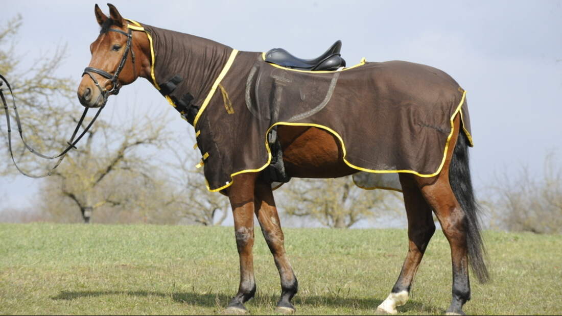 CAV Test Fliegendecken Busse 1 (jpg)