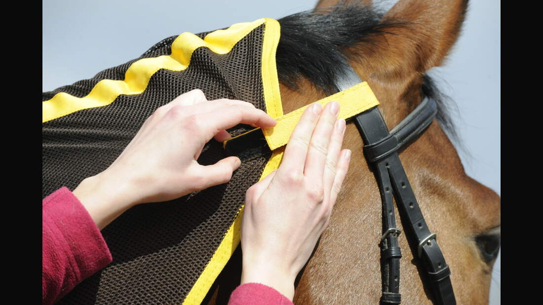 CAV Test Fliegendecken Busse 2 (jpg)