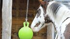 CAV Test Schadstoffe Plastikspielball Pferd