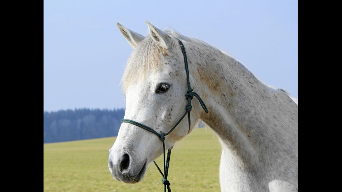 CAV Thoty Top Horse of the Year 2012 Pferde richtig fotografieren