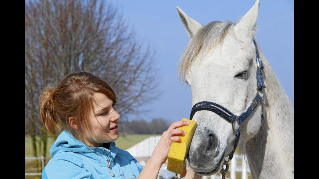 CAV Thoty Top Horse of the Year 2012 Pferde richtig fotografieren