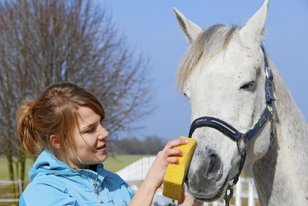 CAV Thoty Top Horse of the Year 2012 Pferde richtig fotografieren