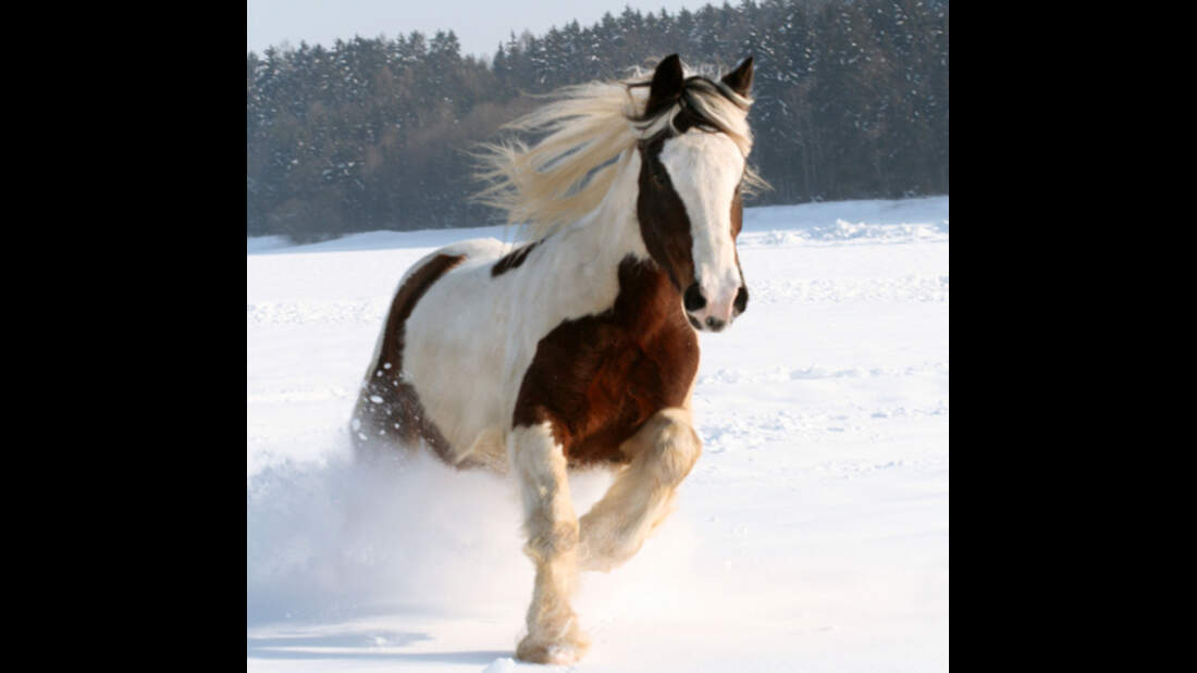 CAV Tinker Winter Pferde
