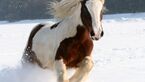 CAV Tinker Winter Pferde