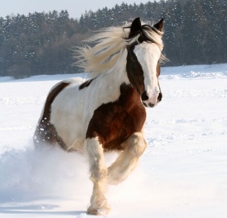 CAV Tinker Winter Pferde
