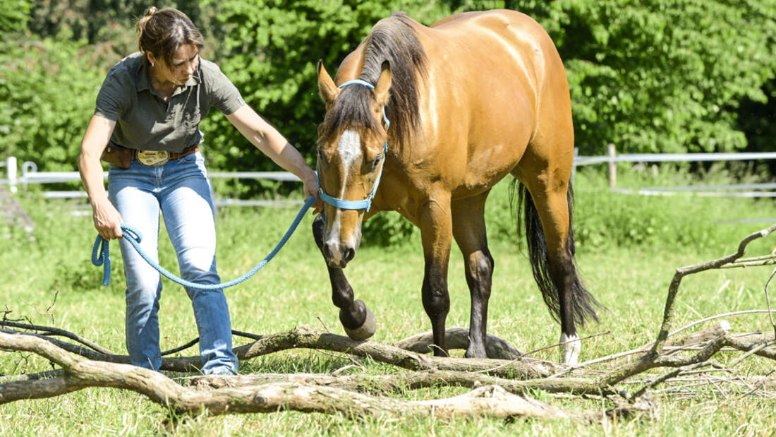 CAV Trail Pferd an der Hand über Baumstämme
