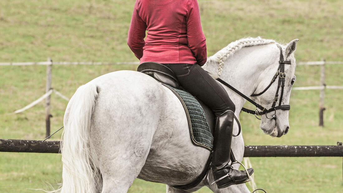 So geht's Richtig Travers reiten cavallo.de