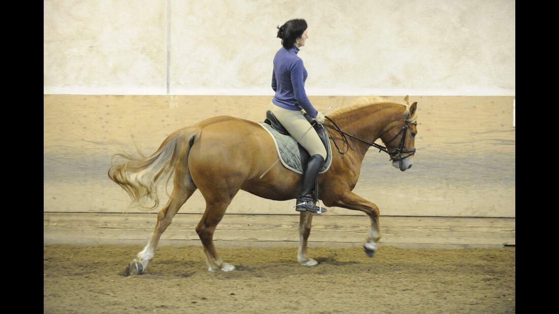 CAV Uebergaenge Galopp Schritt 1 (jpg)