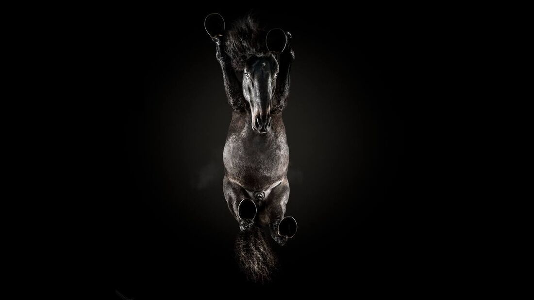CAV Under Horses Underlook Andrius Burba schwarz auf schwarz