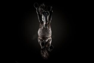 CAV Under Horses Underlook Andrius Burba schwarz auf schwarz