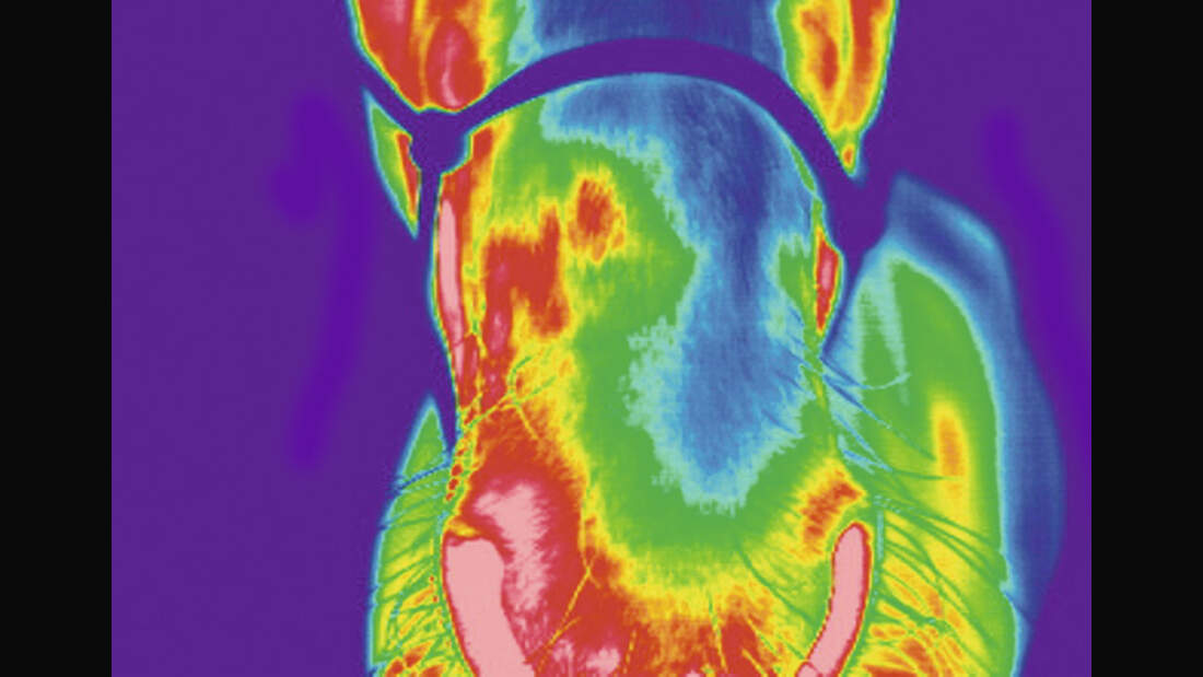 CAV Veterinärmedizinische Thermografie