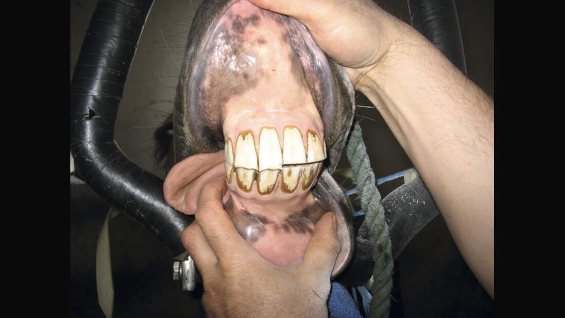 CAV Veterinärmedizinische Thermografie