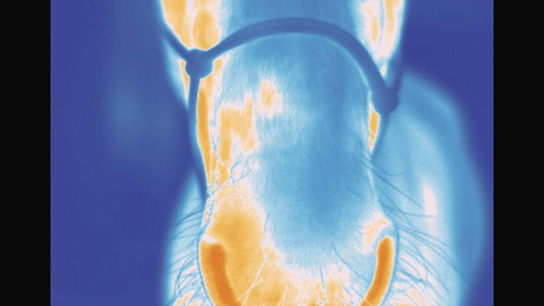 CAV Veterinärmedizinische Thermografie