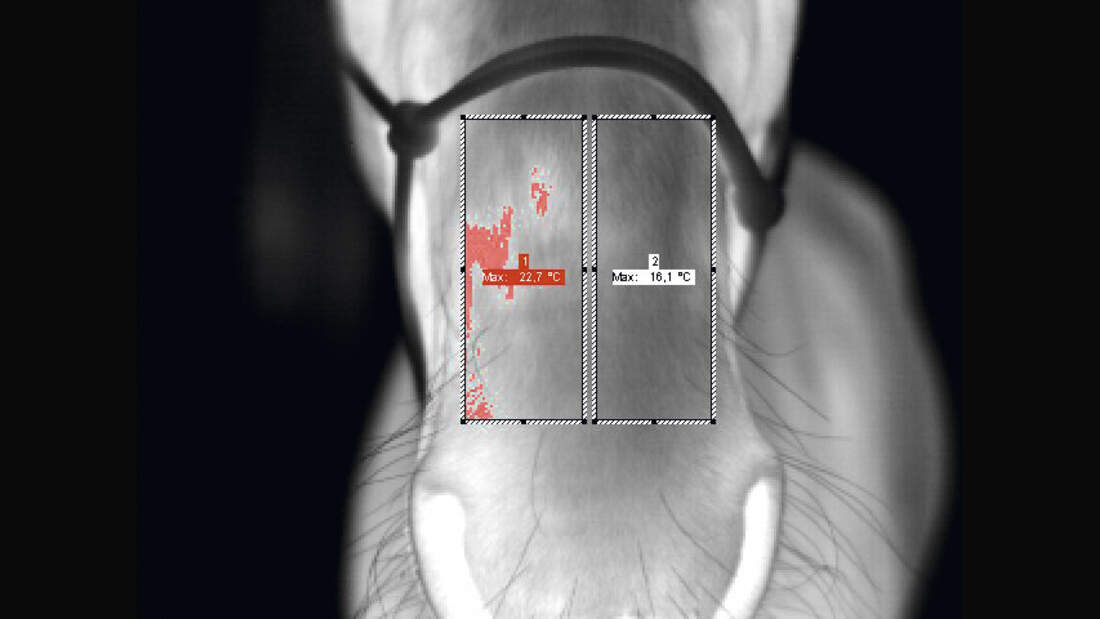 CAV Veterinärmedizinische Thermografie