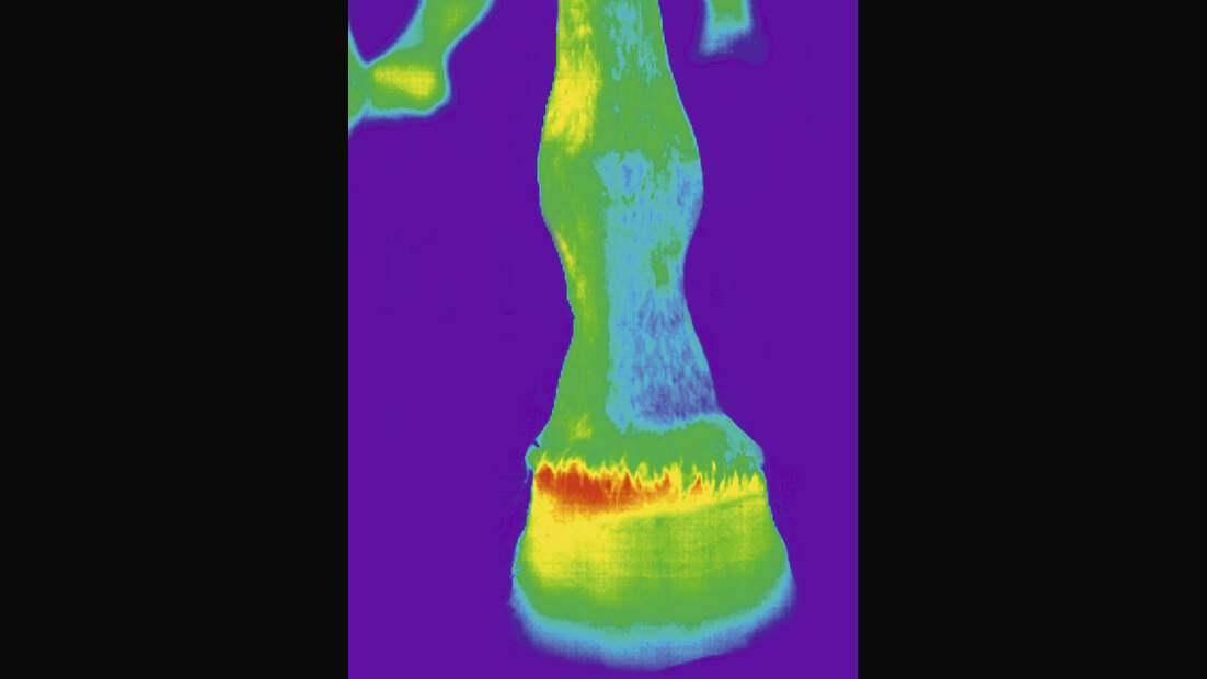 CAV Veterinärmedizinische Thermografie