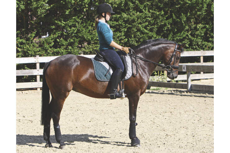 Reiten Lernen Cavallo Erklart Was Einsteiger Wissen Mussen Cavallo De