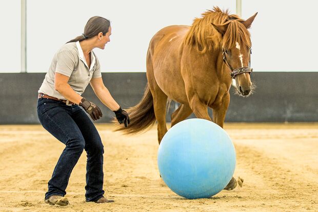 CAV Vivian Gabor mit Pferd Ball