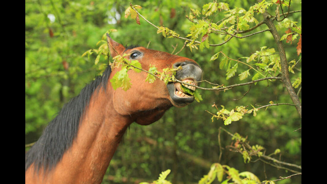 CAV Waldpferde 4