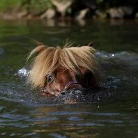 CAV Wasser Pferde baden Julia VK