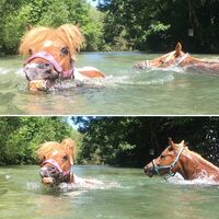 CAV Wasser Pferde baden Julia Weber