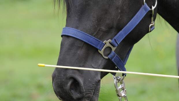 CAV Wasser Wasser-Training Stefan Valentin Horsemanship_03