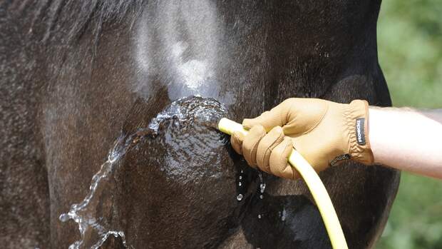 CAV Wasser Wasser-Training Stefan Valentin Horsemanship_08