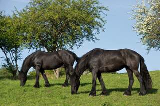 CAV Weide Koppel Gras Friese