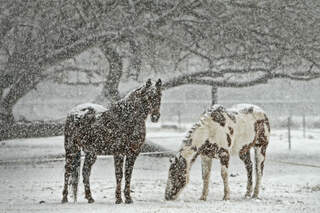 CAV Winter Pferde Koppel Schnee