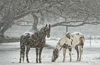 CAV Winter Pferde Koppel Schnee