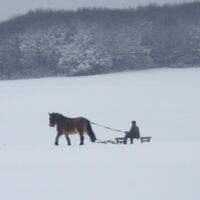 CAV Winter Pferdeschlitten Stute Gina