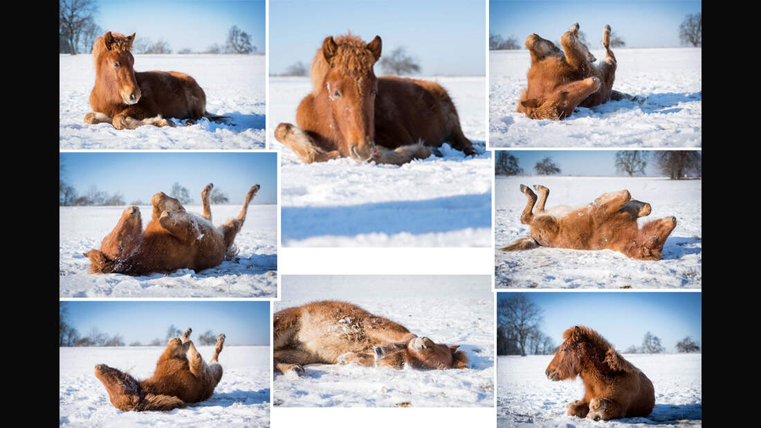 CAV Winterfotos Fohlen Wälzen Christina Bischoff