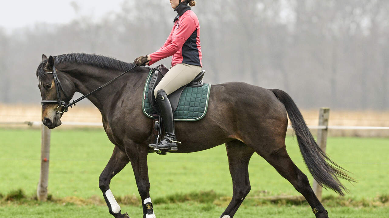 Was Das Pferdeherz Verrat Cavallo De