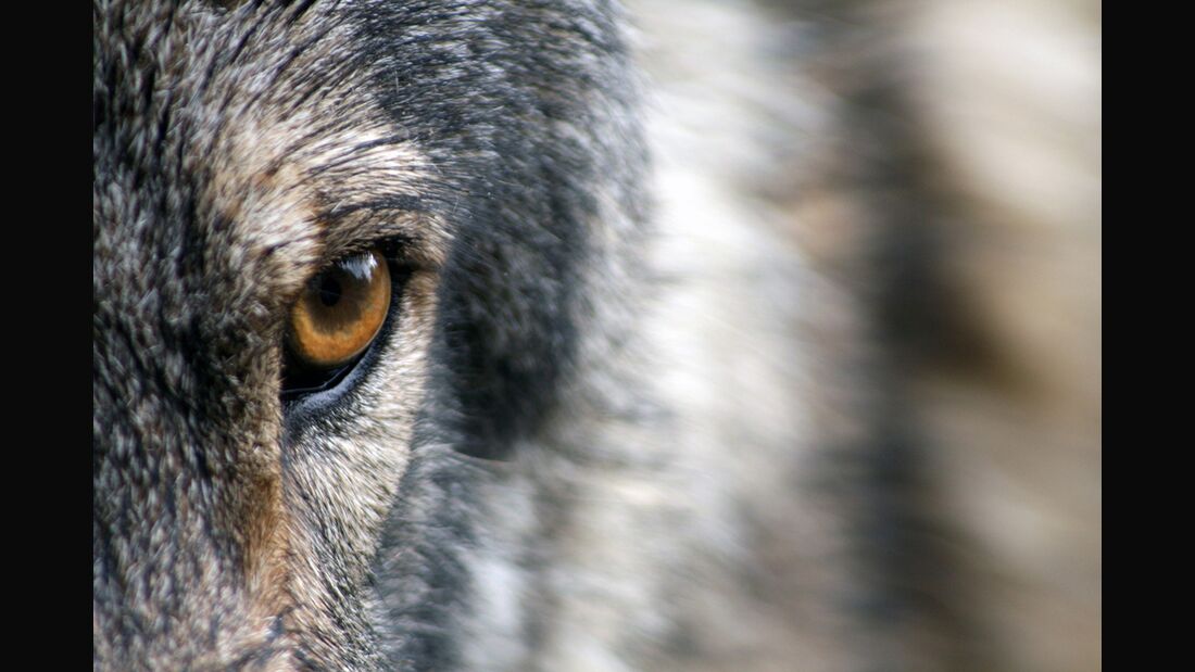 CAV Wolfsauge Wolf Auge
