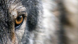 CAV Wolfsauge Wolf Auge