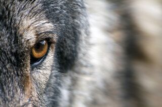 CAV Wolfsauge Wolf Auge