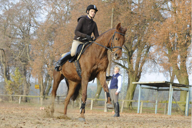 Cavallo anzeigen er sucht sie