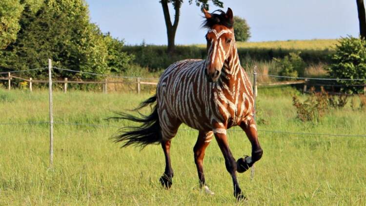 CAV Zebra Bremsen Streifen