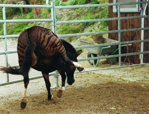 CAV Zebra Zesel  Rasse