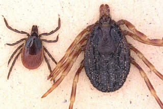 CAV Zecken Hyalomma