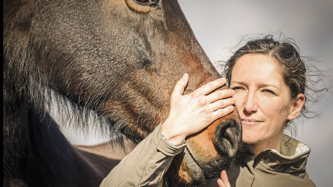 CAV Zoonosen Pferdekrankheiten ansteckend Teaser