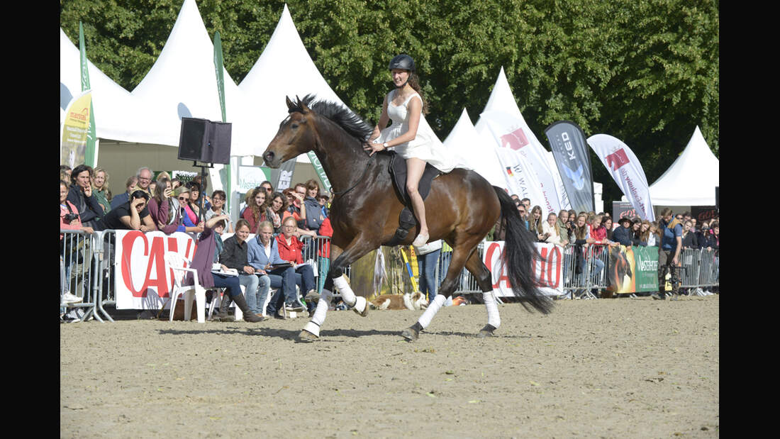 CAVALLO Academy 2016 Video BR