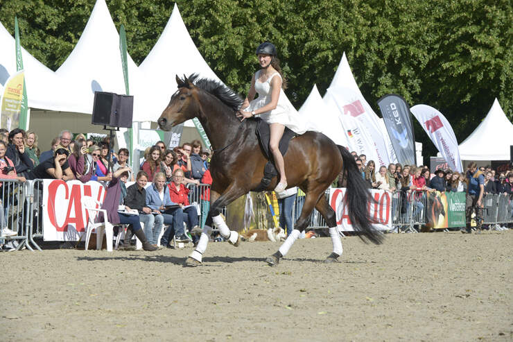 Cavallo anzeigen er sucht sie