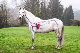 So Funktioniert Das Herz Kreislaufsystem Von Pferden Cavallo De