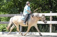 CAVALLO-Coach „Mein Pferd fällt im Galopp immer aus“