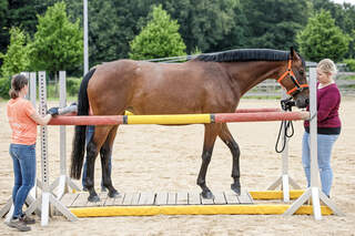 CAVALLO Coach