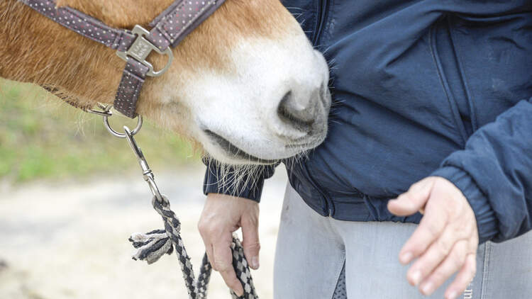 CAVALLO Coach